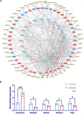 A Quartet Network Analysis Identifying Mechanically Responsive Long Noncoding RNAs in Bone Remodeling